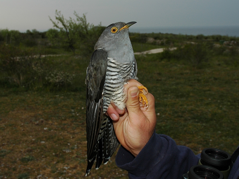 Common Cuckoo, Sundre 20050602